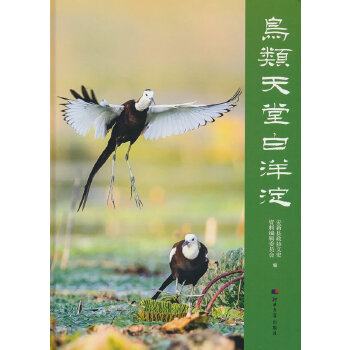  鸟类天堂白洋淀