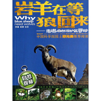 岩羊在等狼回来